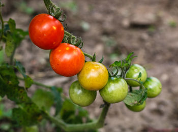 Close-up of tomatoes on plant