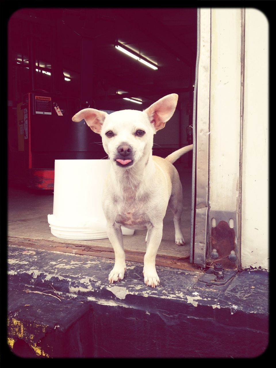 dog, pets, domestic animals, one animal, animal themes, mammal, portrait, looking at camera, indoors, sitting, transfer print, full length, auto post production filter, standing, front view, zoology, pet collar, loyalty, no people, animal