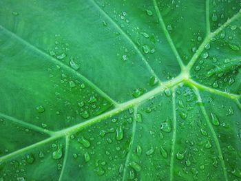 Full frame shot of wet leaves