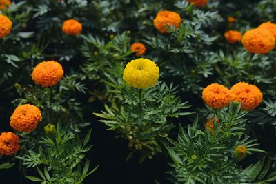 Close-up of orange marigold flowers