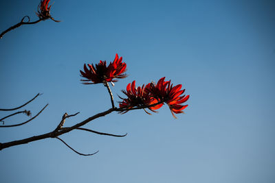 Low angle view of red hibiscus blooming against clear sky