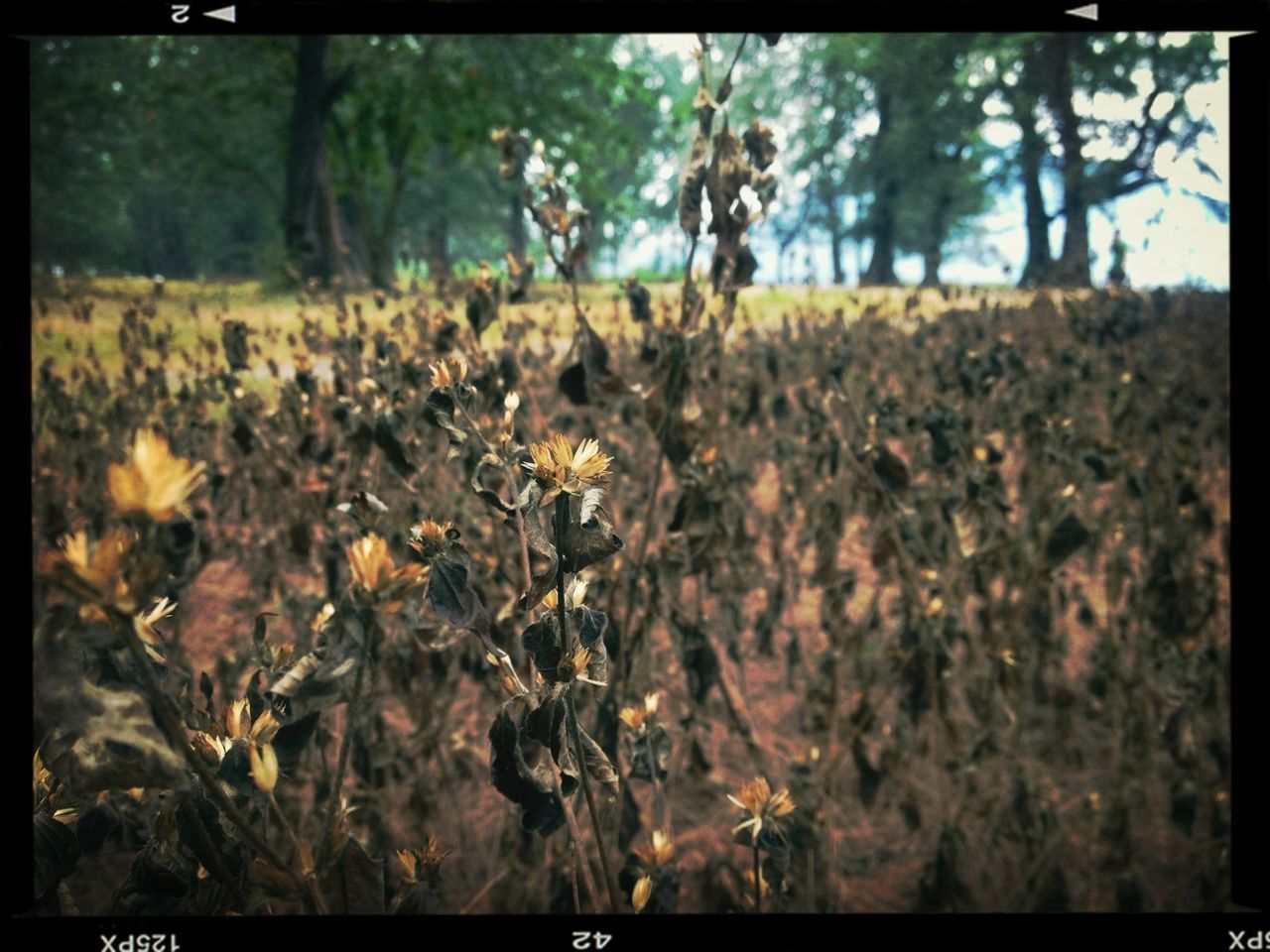 transfer print, flower, growth, auto post production filter, tree, nature, beauty in nature, focus on foreground, yellow, field, freshness, plant, selective focus, forest, fragility, tranquility, day, outdoors, park - man made space