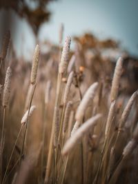 Close-up of stalks in field against sky