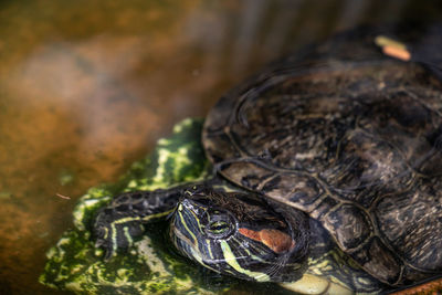 Close-up of turtle on field