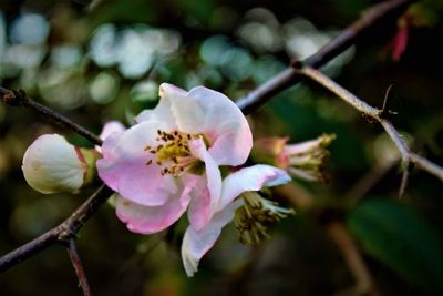 Close-up of flower growing on tree