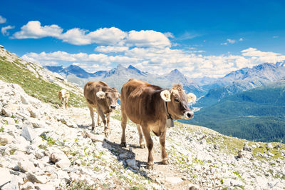 Some cows on mountain trail in the swiss alps
