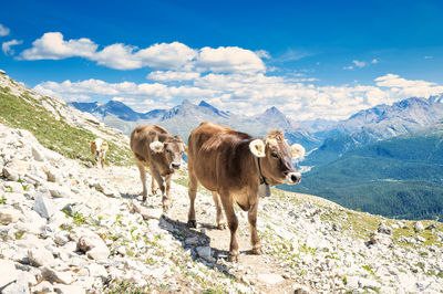 Cows grazing on field against sky