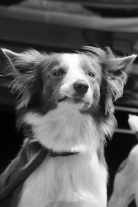 Close-up of dog sitting outdoors