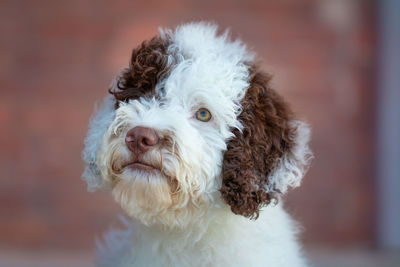 Portrait of white dog