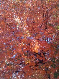 Full frame shot of leaves