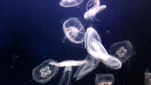 Close-up of fish in sea