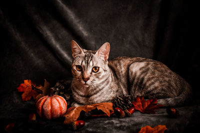 Portrait of cat lying on leaves during autumn