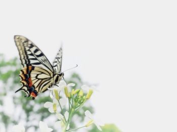 Butterfly perching on flower