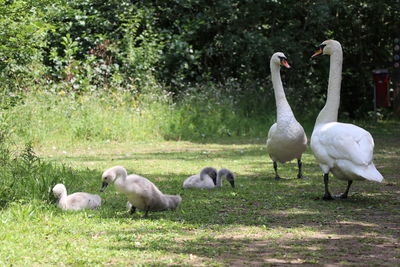 View of swans on field