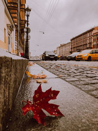 Autumn leaves on road by building in city against sky