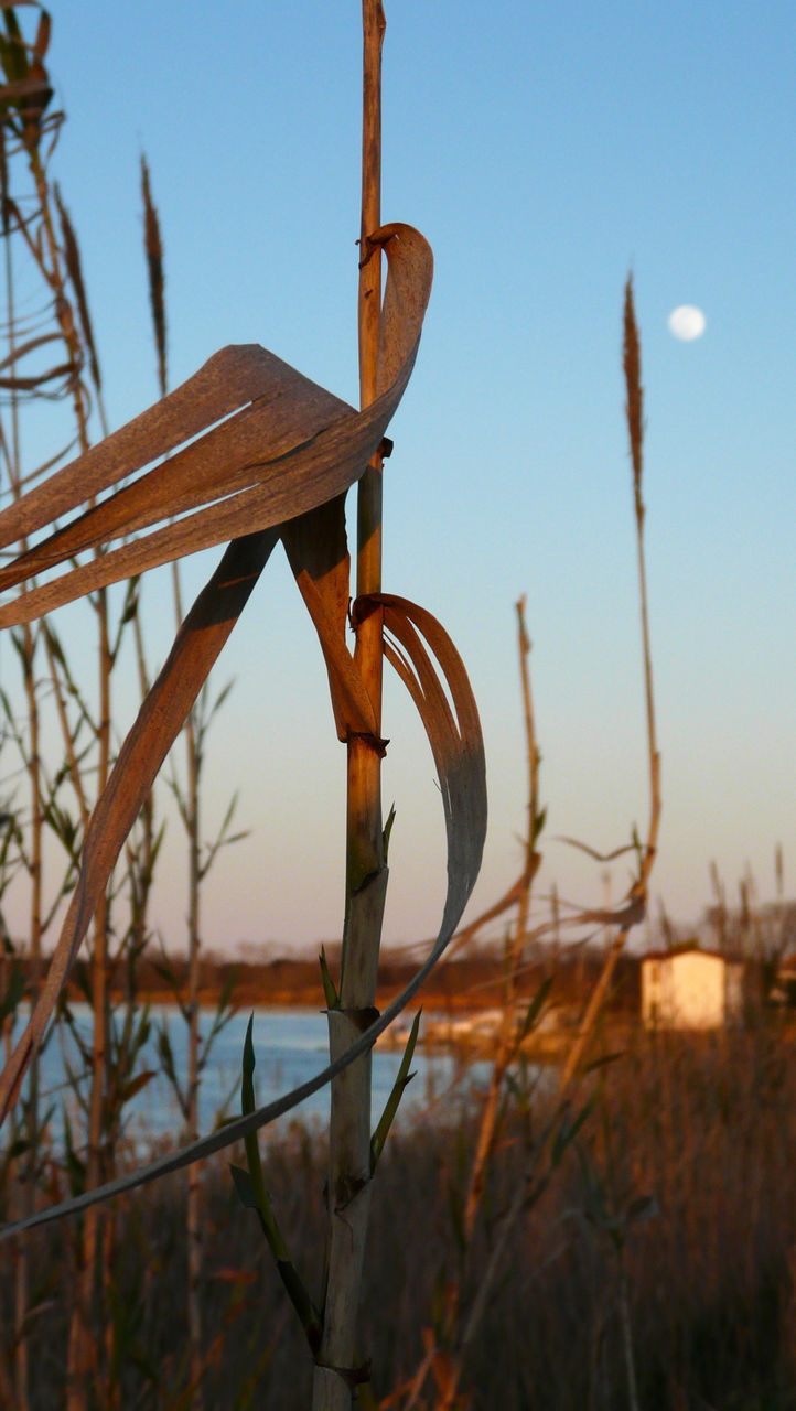 CLOSE-UP OF PLANT ON LAND AGAINST SKY