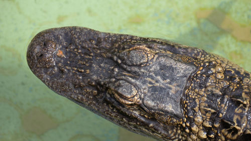 Crocodile head, top view. alligator close up portrait. alligator floats just above the water. 