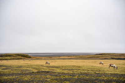 Reindeer