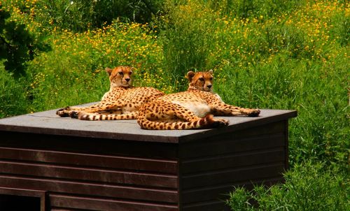 Cats relaxing on plants