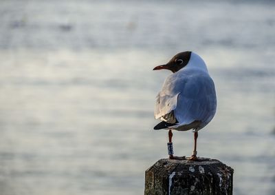 Close-up of seagull perching on wooden post