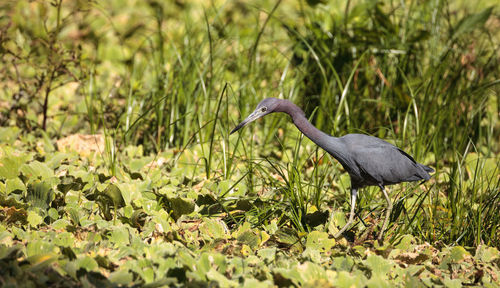 High angle view of gray heron on plant