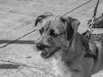 Close-up of dog looking away