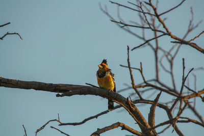 Low angle view of bird perching on branch