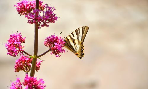 Close-up of butterfly on purple flower