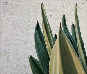 Close-up of succulent plant against wall