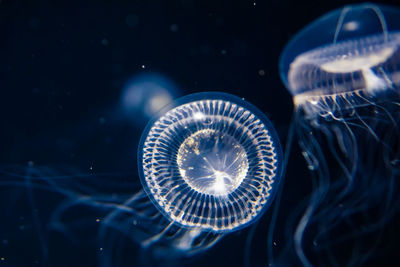 Close-up of jellyfish swimming in sea