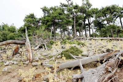 Stack of logs on field in forest