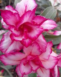 Close-up of pink flower