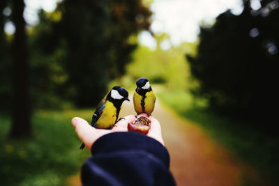 Close-up of man holding bird perching on hand