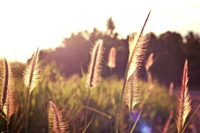 Close-up of reeds growing on field