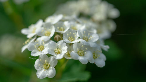 Close-up of white flowering plant