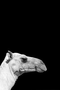 Close-up of an animal over black background