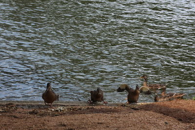 Ducks in lake