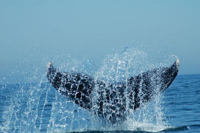 Close-up of sea splashing water