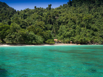 Scenic view of sea against trees in forest