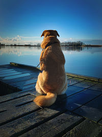 Dog relaxing on pier over lake against sky