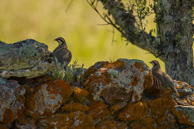 Birds perching on rock