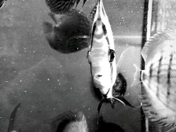 Close-up of jellyfish in water