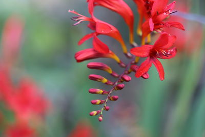 Close-up of red flowering plant