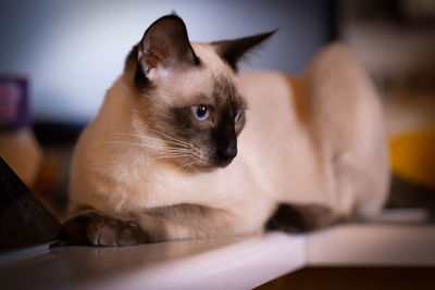 Beautiful siamese cat laying in his kitchen