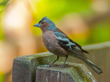 Close-up of bird perching on wooden post