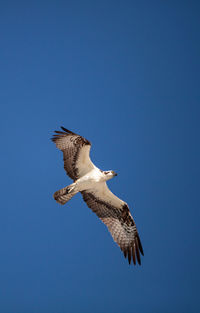 Osprey spreads its wings to fly across a blue sky.