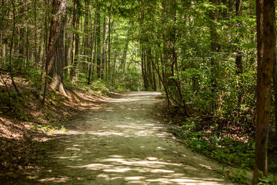 Footpath amidst trees in forest