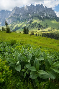 Scenic view of agricultural field against sky