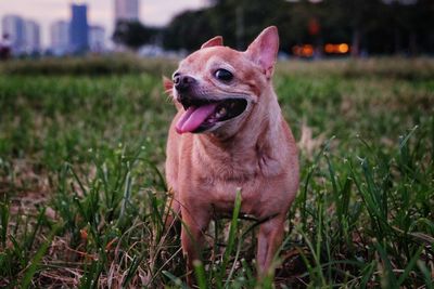 Dog looking away on field