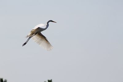 Low angle view of heron flying against the sky